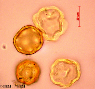 ISEM 1/Alisma_ranunculoides_31258/Alisma_ranunculoides_31258_0001(copy)_thumb.jpg